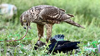 Training male juvenile goshawk for hunting  how to call goshawk [upl. by Newo]