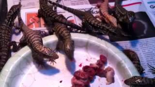 Purple Tiger Tegu Update [upl. by Yvel841]