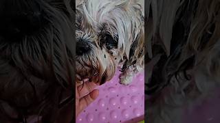 How to clean your dogs eyes eye booger removal Shihtzu [upl. by Diarmit464]