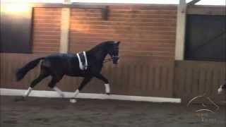 wwwdressagetalentscom  Denver Mint [upl. by Frerichs]