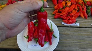 ⟹ Friariello Pepper Capsicum annuum PLANT REVIEW pepper [upl. by Nnayllas]