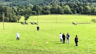 Nursery Race 1 Newbridge On Wye 2024 [upl. by Winograd]