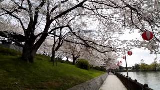 酒津公園の桜  岡山県倉敷市酒津 20144 [upl. by Norri]