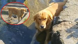 Thought the Golden Retriever was just cooling off in the water it was heartbroken when it stood up [upl. by Ibrik]