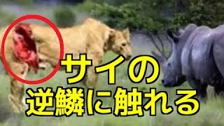 【野生動物の戦い】ライオンの狩り サイの捕食に5対1で挑むがサイの逆鱗に触れ返り討ちに遭う！ [upl. by Notsuh897]