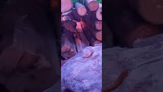 My Little Gecko Feeding [upl. by Ecinom]