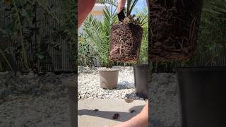 Palme richtig umtopfen DIY Tutorial Phoenix canariensis Kanarische Dattelpalme 🌴 pflanzen Substrat [upl. by Sanalda]