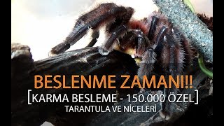 Beslenme Zamanı  Tarantula Akrep Çıyan ve niceleri [upl. by Okiron]