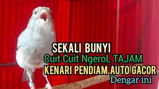 Kenari Gacor Cuit cuit Ngerol TAJAM TERAPI AMPUH Kenari MACET Pancingan Kenari Paud Belajar Bunyi [upl. by Richella]