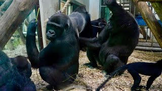 Gorillas Are Wary When Silverback Approaches Baby [upl. by Htebizile]