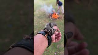 Playing with Sugar Glider to get fresh air [upl. by Algie]