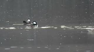 Hooded Mergansers granolachomper [upl. by Daniella]