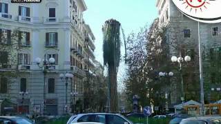 PIAZZA VANVITELLI NAPOLI  la morte della palma secolare Gennaio 10 [upl. by Eiromem332]