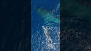 Epic Hawaii Whale Season 2024 Ep84 shorts whale wildlife nature hawaii whalewatching drone [upl. by Burk]