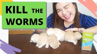 DEWORMING CATS AND KITTENS  KILLING WORMS  HOW TO DEWORM CATS  WORMFREE CATS  NO VET NEEDED [upl. by Adrian495]