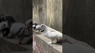 Ajj pet market mai sab udne wale pet aaye pigeon kabutar minivlog shorts pet petsvlog [upl. by Udell317]