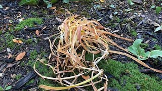 Fall Cut Back For Daylilies  November 23 [upl. by Thoer87]