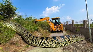 JCB Backhoes Machine Loading Mud In Mahindra And Swaraj Tractor Trolley  jcb loading  snake jcb [upl. by Kcinomod676]