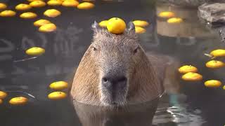 1 hours capybara ok i pull up [upl. by Nash]