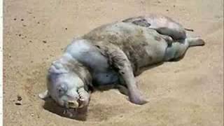 Montauk Monster What is it new close up pics and size chart [upl. by Mariele]