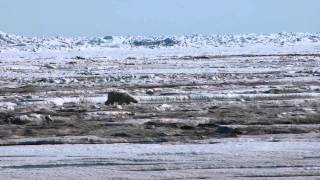 Barrow AK Polar Bear 1 walking along the coastal ice [upl. by Hajidahk]