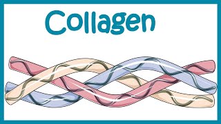 Collagen  Structure classification biosynthesis and clinical importance [upl. by Pruchno]