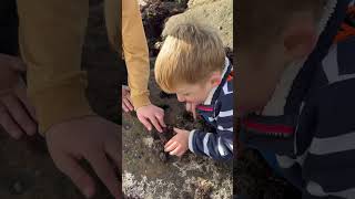 Crabbing  catching crabs  coastal foraging [upl. by Niuqauj]