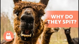 Why Do LLAMAS SPIT 💦🦙 3 Reasons for Spitting Llamas [upl. by Hpesoy831]