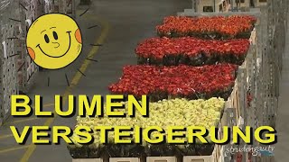 AALSMEER  Blumenversteigerung [upl. by Tansey]