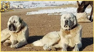 Anatolian Shepherd Dog  Livestock Guardian Dog In Turkey [upl. by Arebma114]