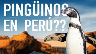 En esta isla de Perú hay pingüinos y lobos marinos  PERÚ 1 PARACAS e ISLAS BALLESTAS [upl. by Hepsoj]