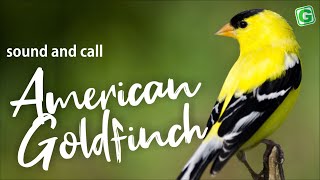 American Goldfinch Song Sound Call And Singing [upl. by Rinee]