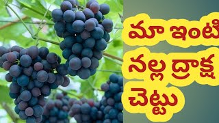 మా ఇంటి నల్ల ద్రాక్ష చెట్టు  My Grape Harvesting in Telugu [upl. by Aurie672]