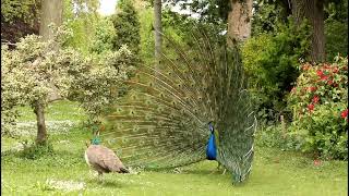 Parade nuptiale dun paon bleu au lac Daumesnil à Vincennes [upl. by Jobye38]