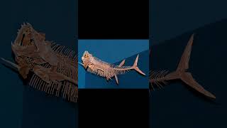 Leedsichthys Largest RayFinned Fish In History [upl. by Aihsitan]