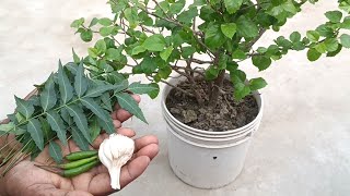 Homemade natural pesticide for plants  pesticide from Neem Garlic and Chillies Organic pesticide [upl. by Halsey]