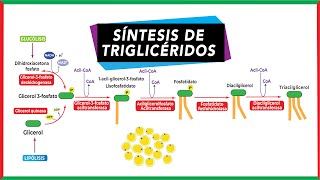 Síntesis de triglicéridos Lipogénesis  Metabolismo [upl. by Ynnig]