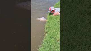 SHARKS IN FRESHWATER😱💀☠️ fishing fish shark shorts [upl. by Ubana762]