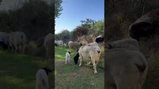 The lawnmowers hard at work pasture raised sheep 🐑🐏 pastureraised farming dorper [upl. by Nahtaoj]