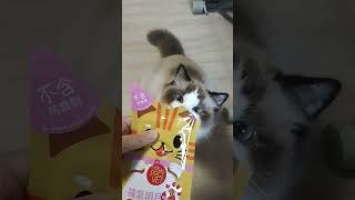 貪食鬼，愛食醬醬的貓 cat hkcat 布偶貓 ragdoll 香港貓咪 貓星人 貓星人日常 [upl. by Egamlat]