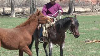 Ken McNabb Pony Up Teaching Colts to Lead from Horseback  How to Teach Your Colt to Pony [upl. by Attah]