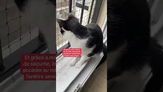 Activité testée et approuvée par des milliers de chats 😻 chat securite appartement [upl. by Akeemat]