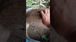 TUGAS BONSAI bonsai bonsaitree subscribe subscribemychannel trendingshorts shorts trending [upl. by Roydd]