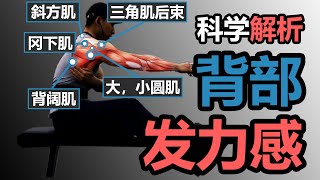 彻底搞定背部发力感【2篇科学研究】【科学解析】 [upl. by Madden643]