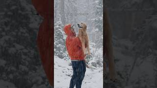 2 golden retrievers playing in the snow in October [upl. by Sung134]