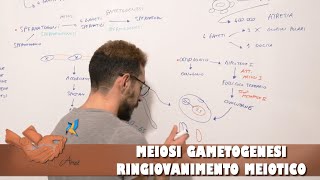 Meiosi Gametogenesi e ringiovanimento meiotico [upl. by Dorin]