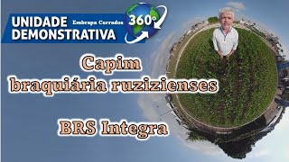 Braquiária ruziziensis BRS Integra  Unidade Demonstrativa 360 graus [upl. by Saidee]