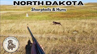 North Dakota Sharptails amp Huns BIRDS HOLD TIGHT [upl. by Marsland440]