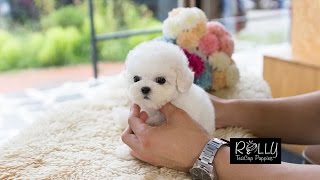 Real Teacup Bichon Living DOLL Mercy  Rolly Teacup Puppies [upl. by Erminie]