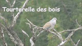 Tourterelle des bois roucoulement chant [upl. by Breh]